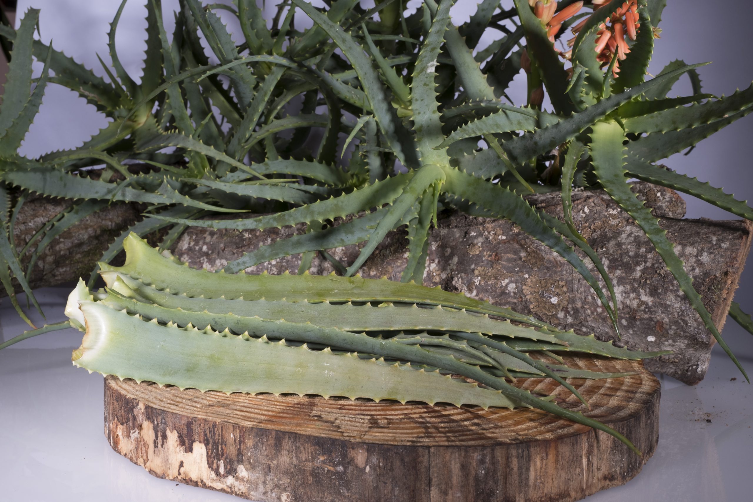 Ricetta di Aloe Arborescens di Padre Romano Zago: come prepararla