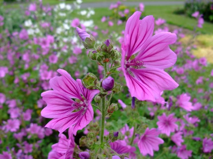 La malva selvatica, raccolta, proprietà terapeutiche e utilizzi