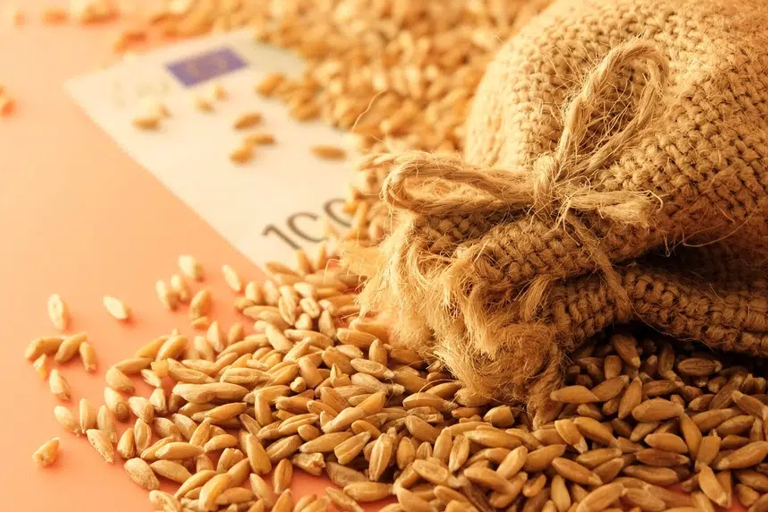 Allarme carestia, il rischio è reale! Cosa si nasconde dietro la crisi del grano?