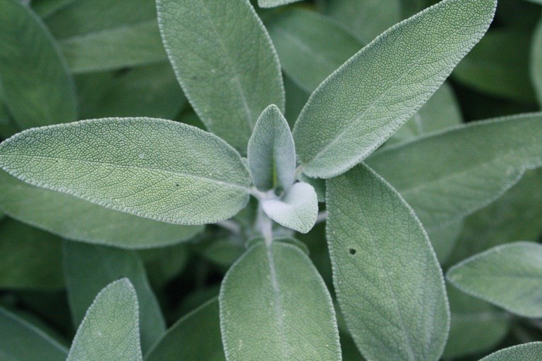 Salvia officinalis, la pianta dalle innumerevoli proprietà